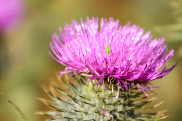 Bug on Thistle