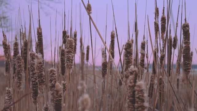 cattails blow in the wind at sunrise during the winter near a bay