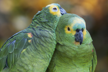 Fototapeta premium Retrato de una pareja de loros