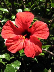 Madère - Funchal - Hibiscus