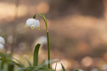 Leucojum Vernum, spring flower in nature reserve