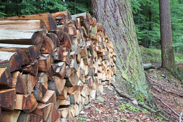 Holzscheite im Wald
