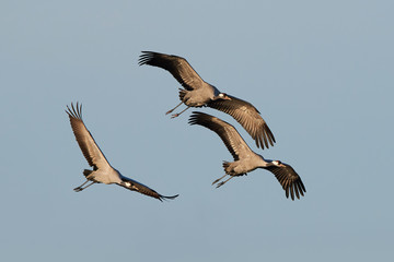 Fototapeta na wymiar Common crane (Grus grus)