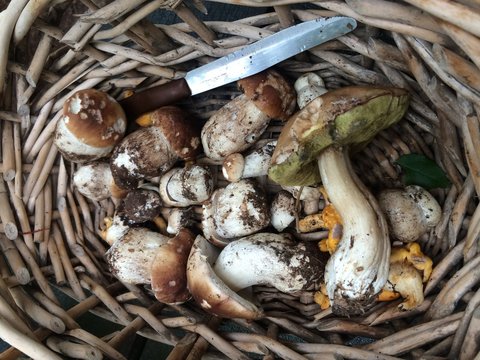 Funghi
