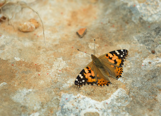 Fototapeta na wymiar Urticaria Butterfly