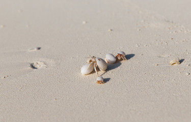 crabs hatching from shells on beach sand