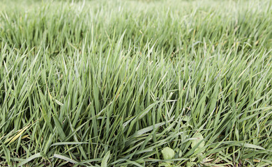 Fresh grass growing