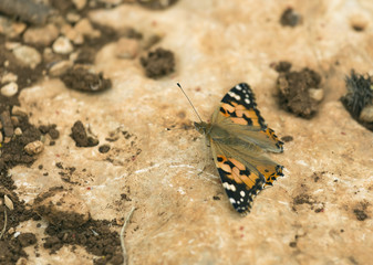 Urticaria Butterfly