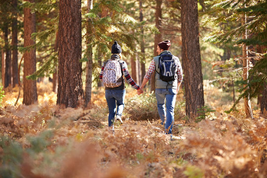 Couple holding hands walking in a forest, back view, USA