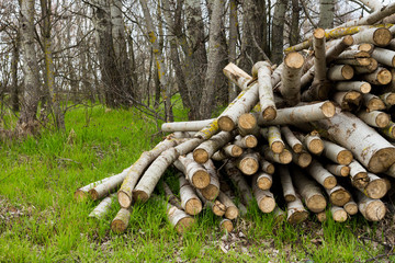 image of stacked logpile and wood