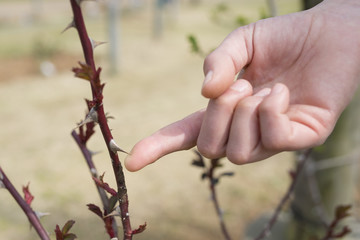 薔薇の棘に触る女性の手 © hakase420