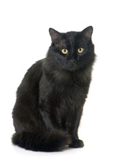 adult black cat