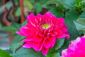 Big pink chrysanthemum flower