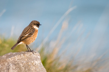 Stonechat
