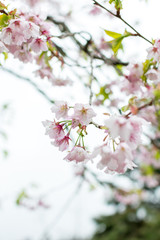 Sweet white cherry blossom flower in Alishan , Taiwan