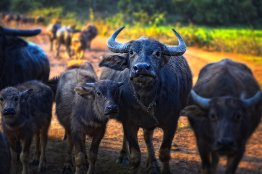 Thai Buffalo walk over the field go back home with sunset. Life' Machine of Farmer. Original agriculture use buffalo plow the field.