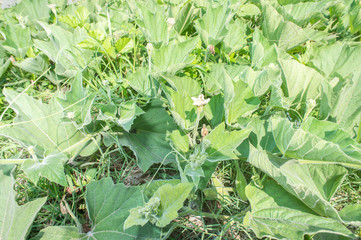 lagenaria siceria(bottle gourd) seedling