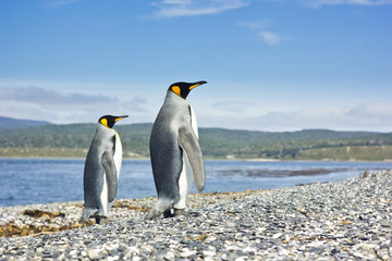 two king pinguins near sea going form the camera