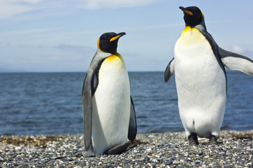 two king pinguins near sea