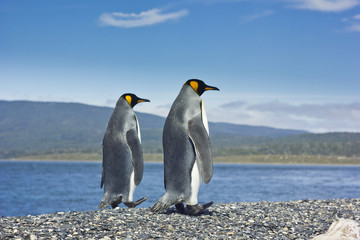 Fototapeta na wymiar two king pinguins near sea