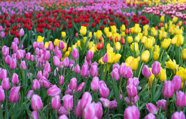 tulip flowers blooming in the garden