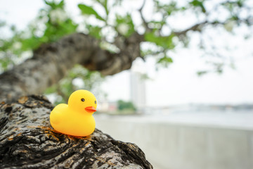 yellow duck doll on the tree