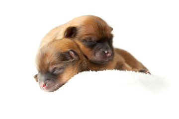 Pomeranian puppies, couple of days old