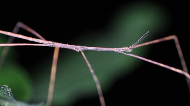 living stick sitting on a branch at night

