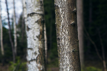 white brown green tree material structure