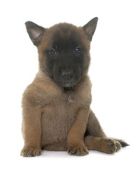 puppy belgian shepherd malinois