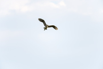 Immature Black-crowned Night-Heron
