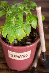Tomato seedling and garden tools closeup