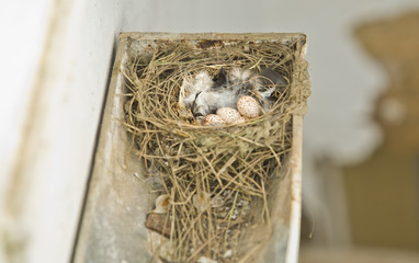  Barn Swallow nest