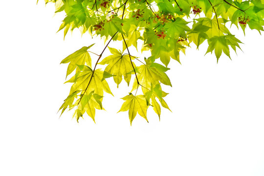 Japanese Green Maple Leaf Isolated On White Background