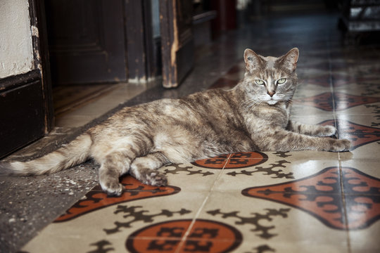 Close-up of a cat lying
