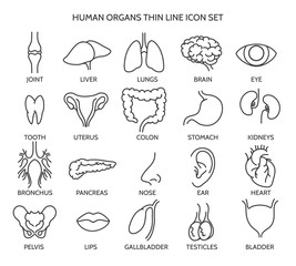 Organ line icons. Human organ signs or human body parts symbols. Tooth and brain line icons, eye and liver symbols. Vector illustration - obrazy, fototapety, plakaty