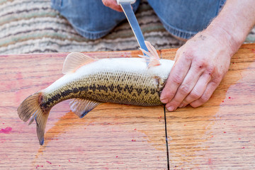 Man prepares fish fillets