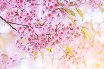 Obraz premium Blurred of Sakura flowers blooming. Beautiful pink cherry blossom in the pastel color style for background.