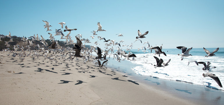 Seagulls Flying at the Beach