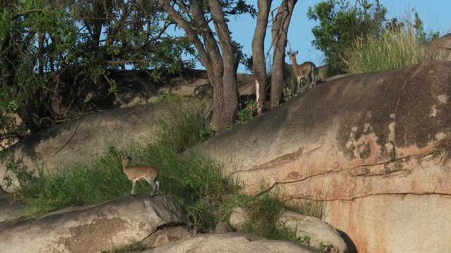Klipspringer (Oreotragus Oreotragus) couple on rocks with one jumping to the other at Serengeti National Park.
