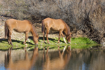 Naklejka na ściany i meble Wild Horses by the Salt River Arizona