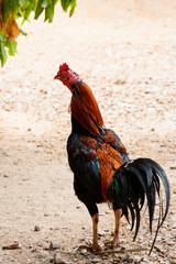 Thai gamecock