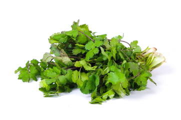 A bunch of fresh coriander isolated closeup