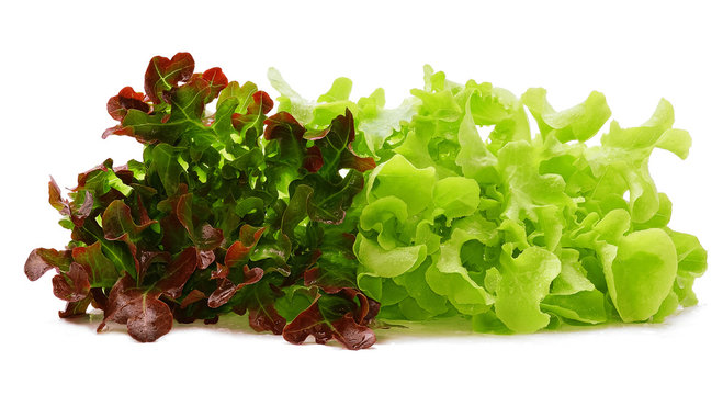 Red and green oak lettuce with water drops on white background.