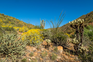 Apache Lake Landscapes Arizona.