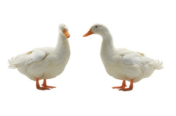  Two  duck
