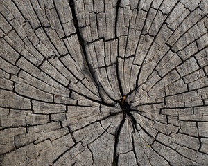 Fototapeta premium Macro wood texture on old city pavement
