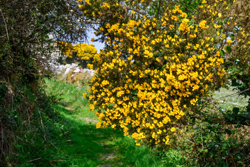 heath in bloom in the cornish hills
Boskednan, Cornwall, England, United Kingdom