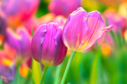Fototapeta Tulips