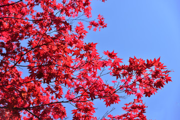 Japanese red maple leaf with blue sky background
